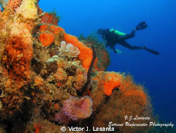 Multicolors Reef at Corcega Wall dive site in Rincon P.R.... by Victor J. Lasanta 